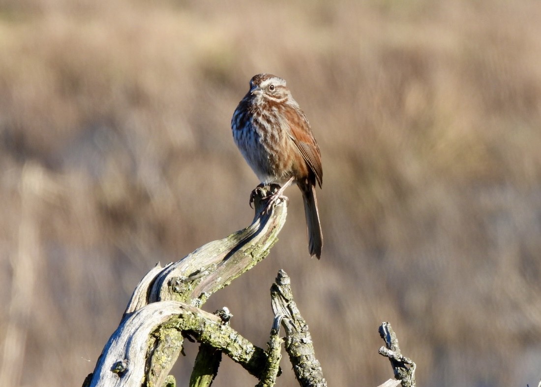 Song Sparrow - ML614896628