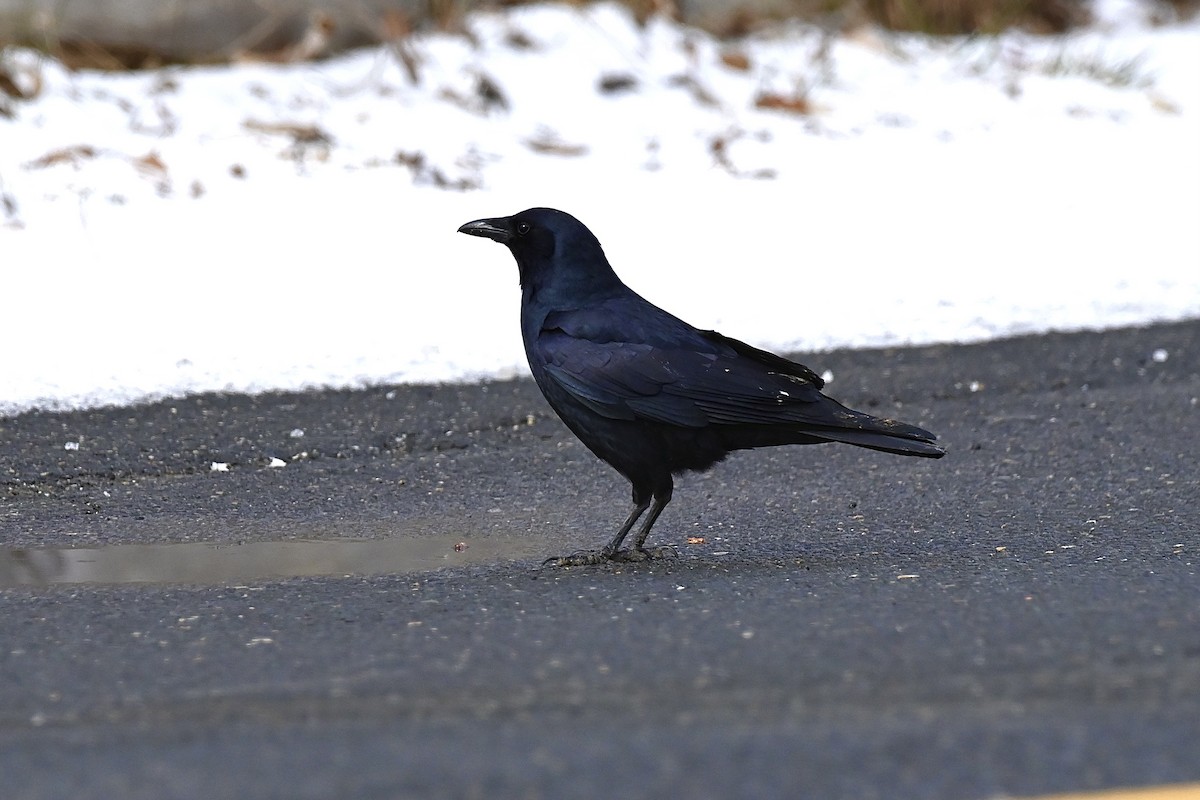 American Crow - ML614896651