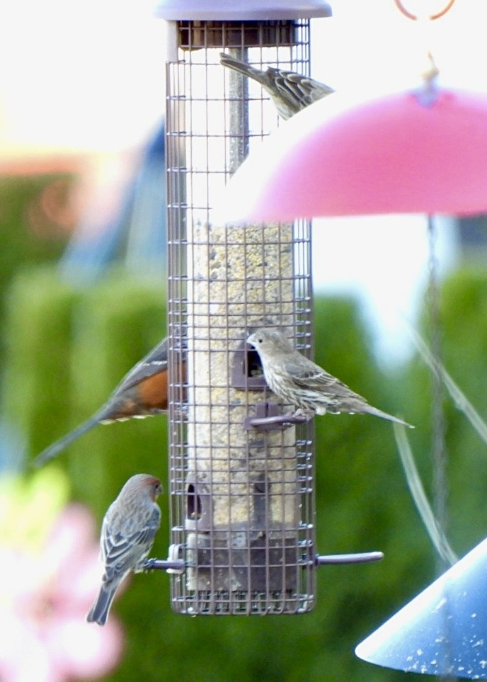 House Finch - ML614896667