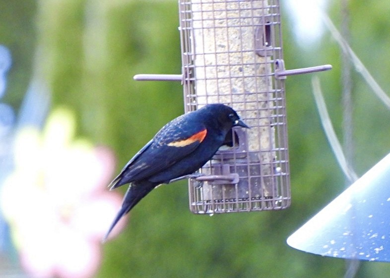 Red-winged Blackbird - ML614896679