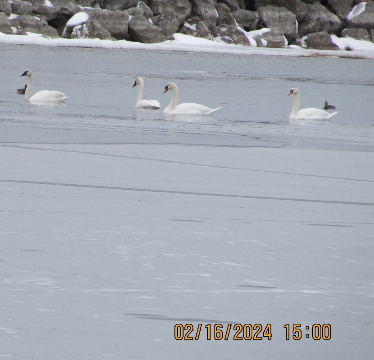 Mute Swan - ML614896810