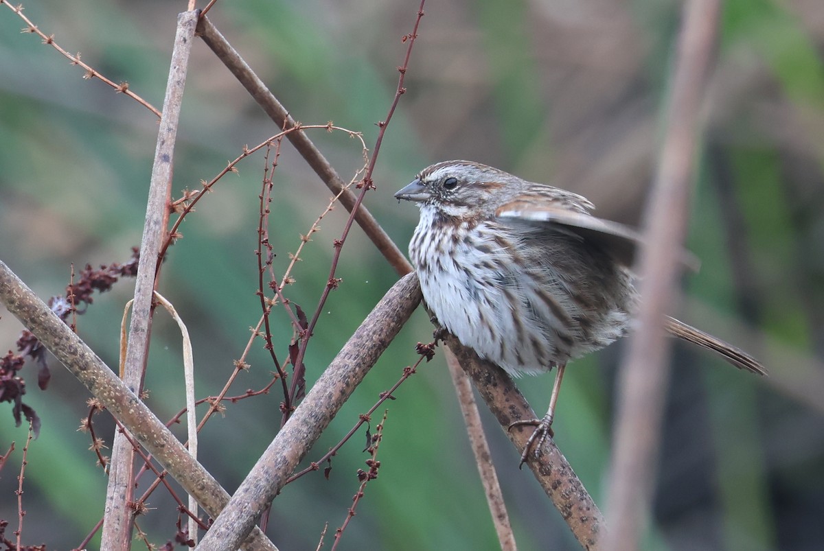 Song Sparrow - ML614896812