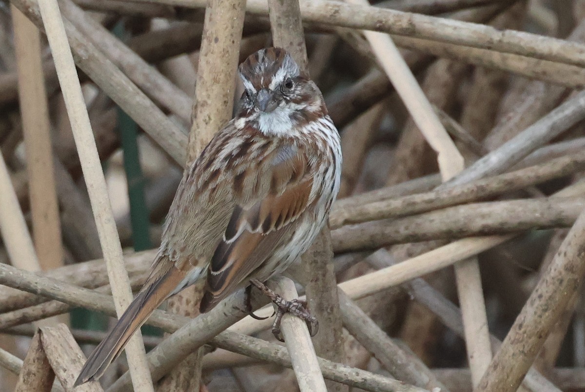 Song Sparrow - ML614896813