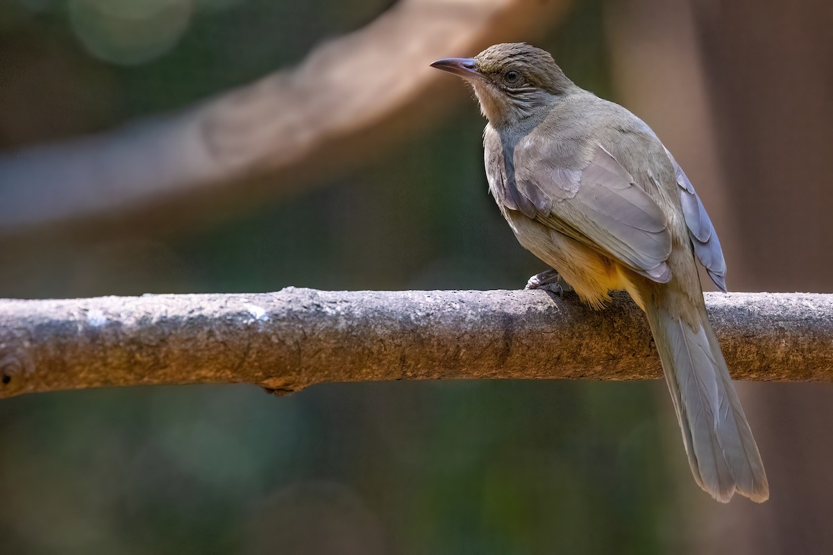 Streak-eared Bulbul - ML614896818