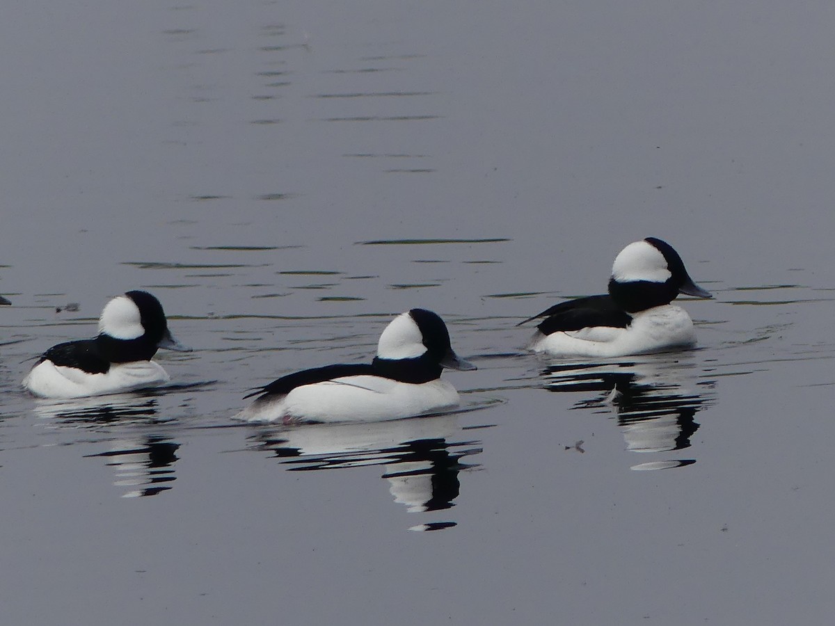 Bufflehead - ML614896846