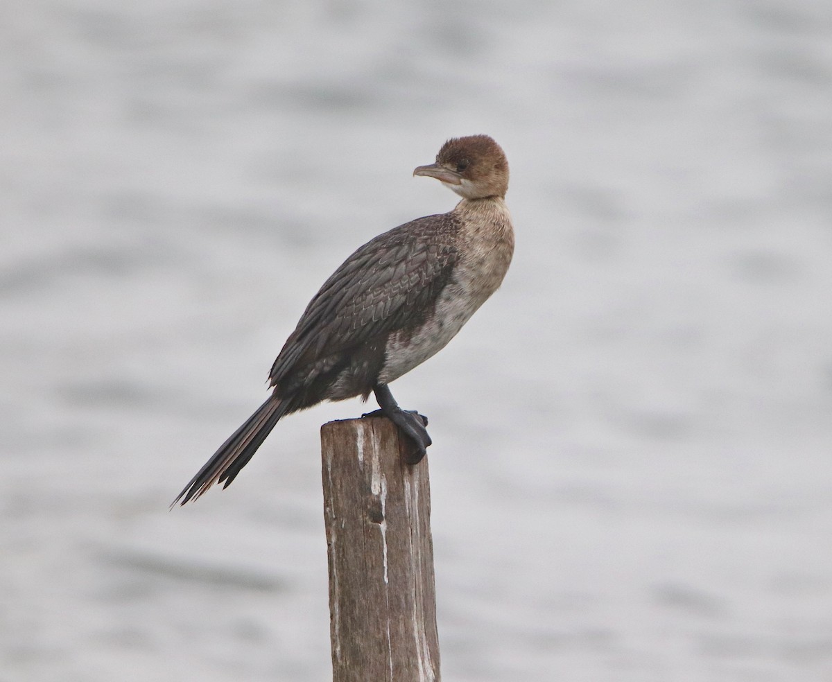 Pygmy Cormorant - ML614896910