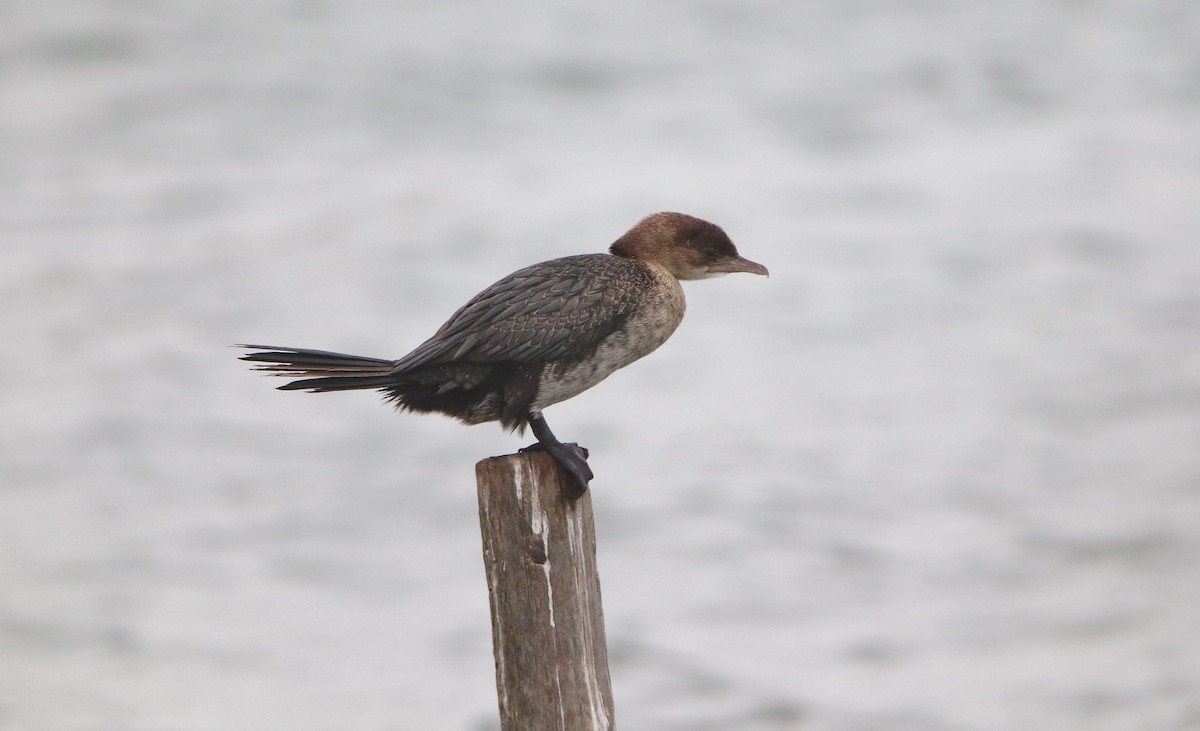 Pygmy Cormorant - ML614896911