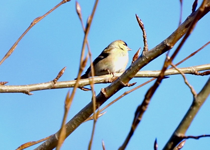 American Goldfinch - ML614896941
