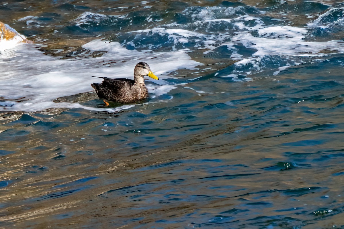 American Black Duck - ML614896956