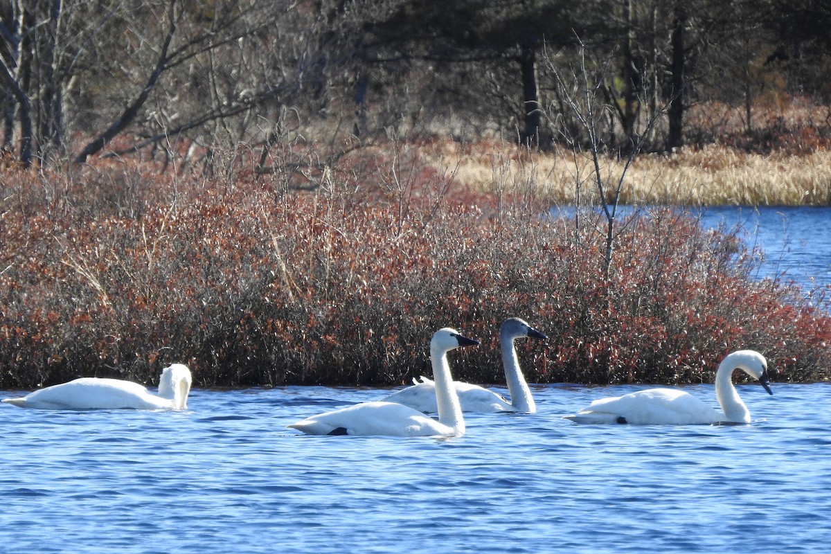 Tundra Swan - ML614897030