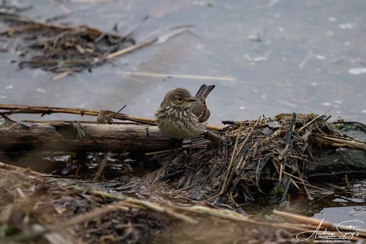 American Pipit - ML614897041