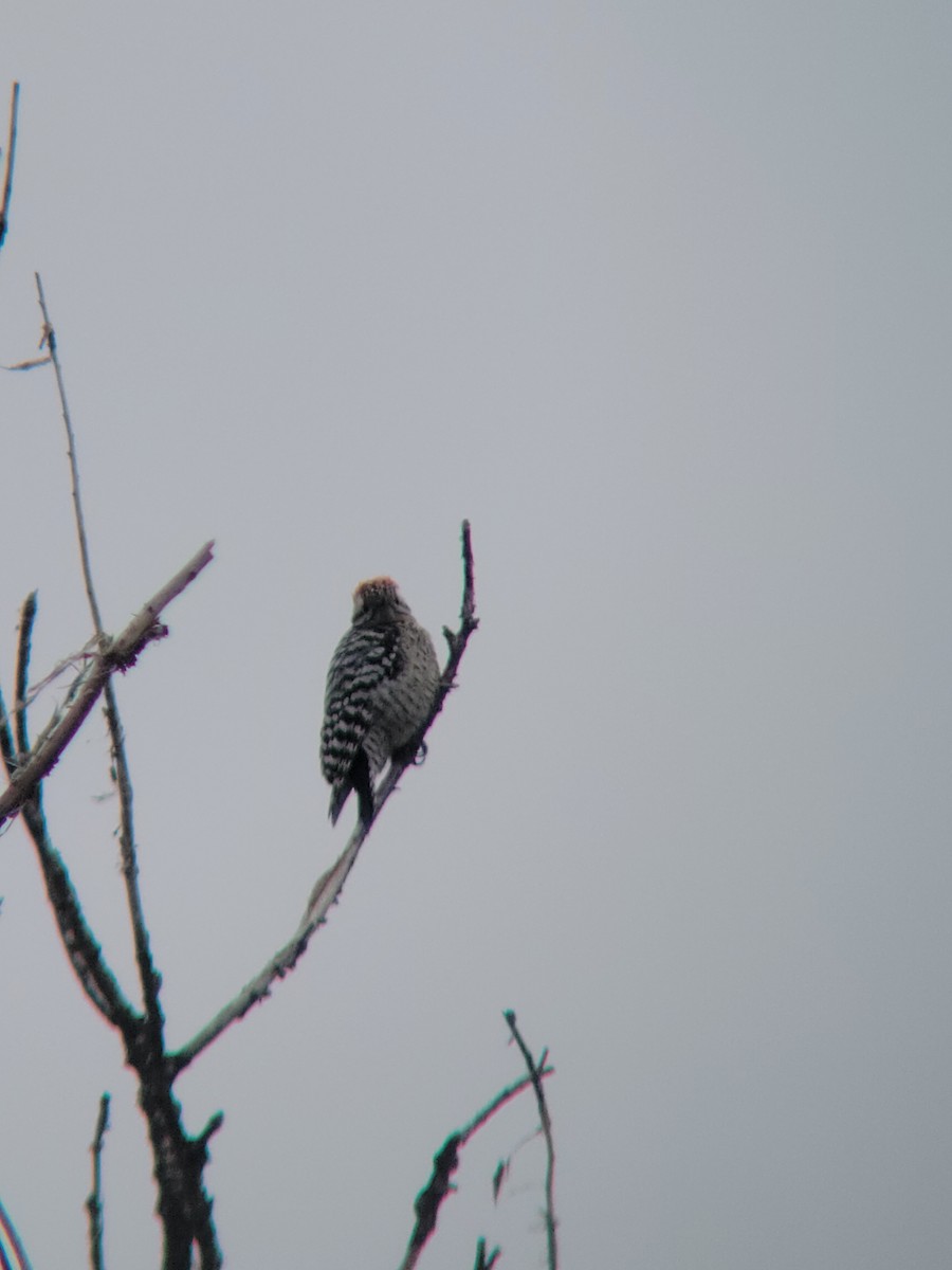 Ladder-backed Woodpecker - ML614897214