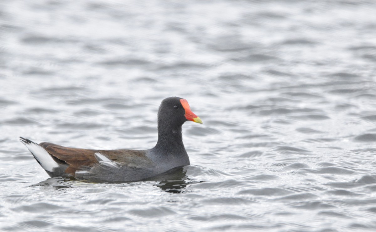 Common Gallinule (American) - ML614897271