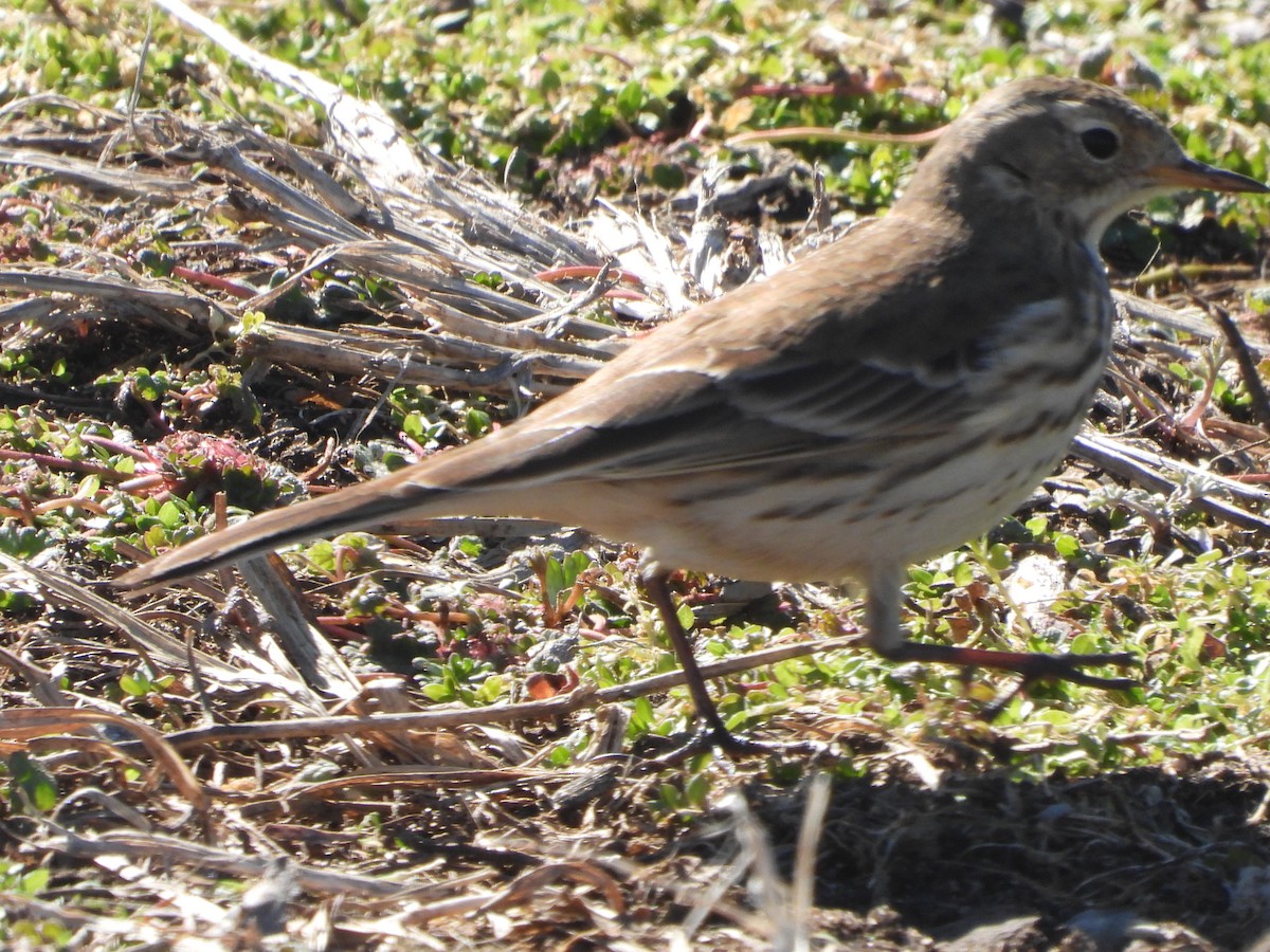 American Pipit - ML614897336