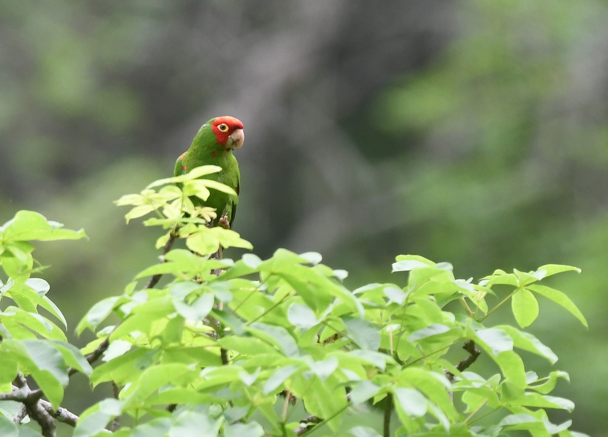 Red-masked Parakeet - Joshua Vandermeulen
