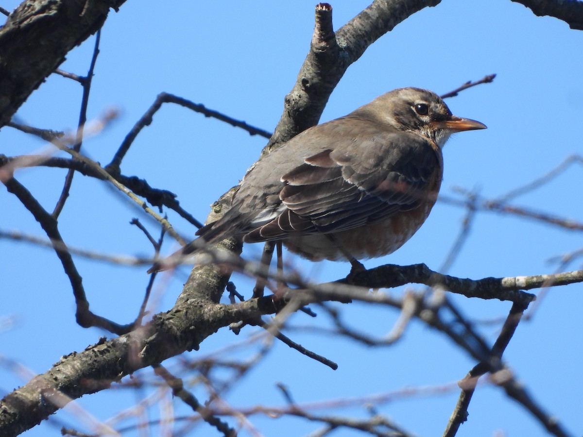 American Robin - ML614897351