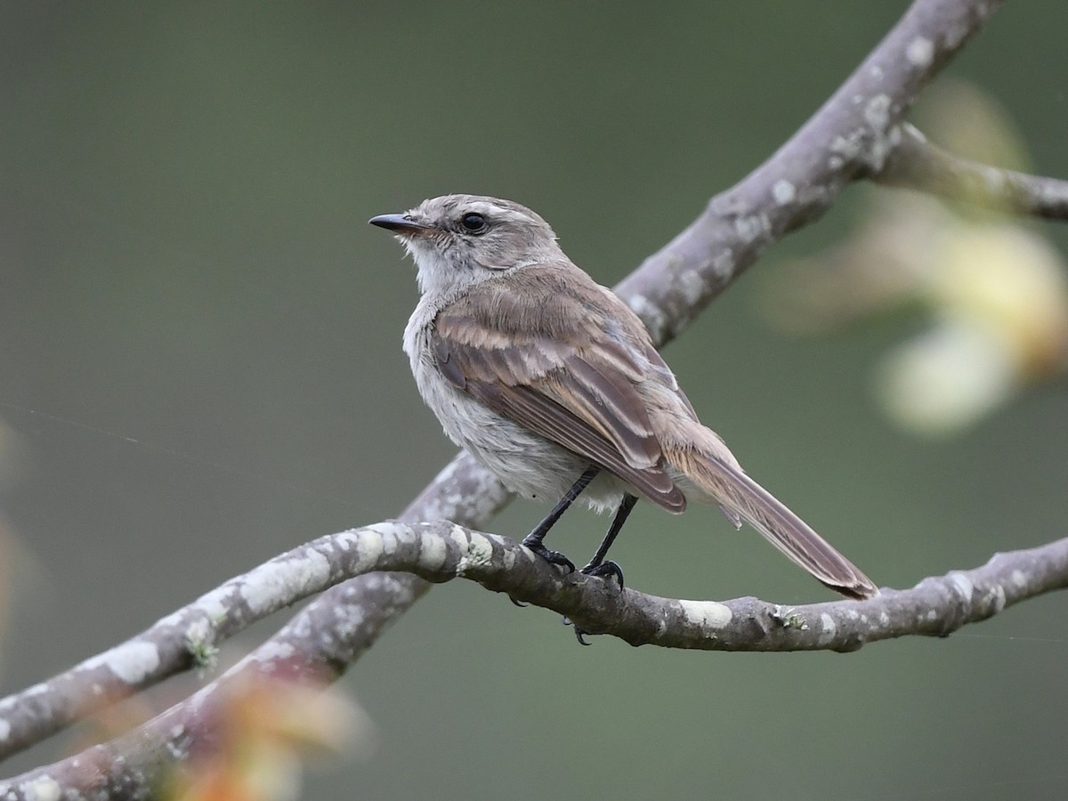 Tumbes Tyrannulet - ML614897358