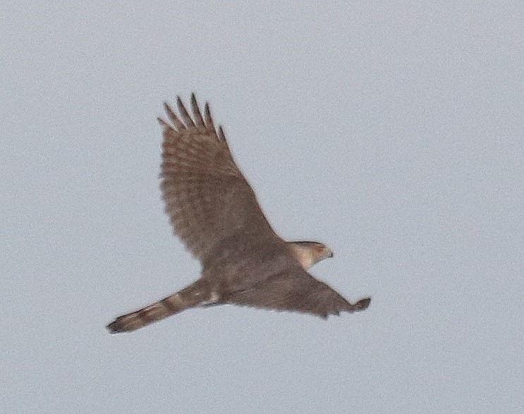 Cooper's Hawk - ML614897402