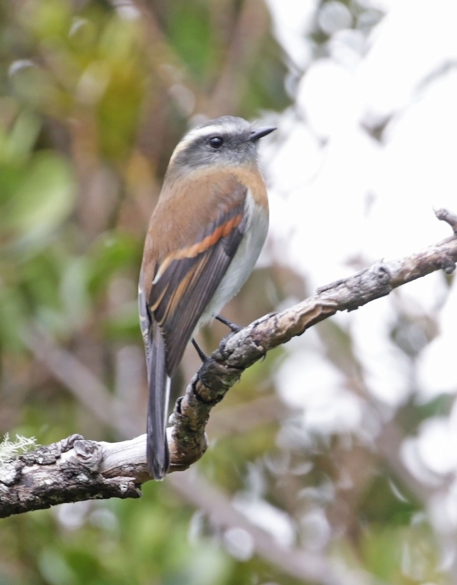 Rufous-breasted Chat-Tyrant - ML614897451