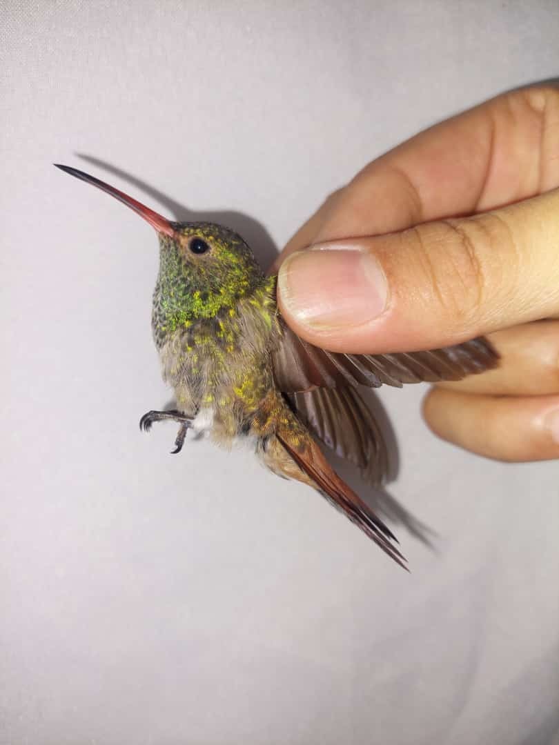 Rufous-tailed Hummingbird - ML614897482