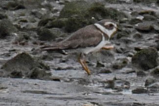 Semipalmated Plover - Steven Hall