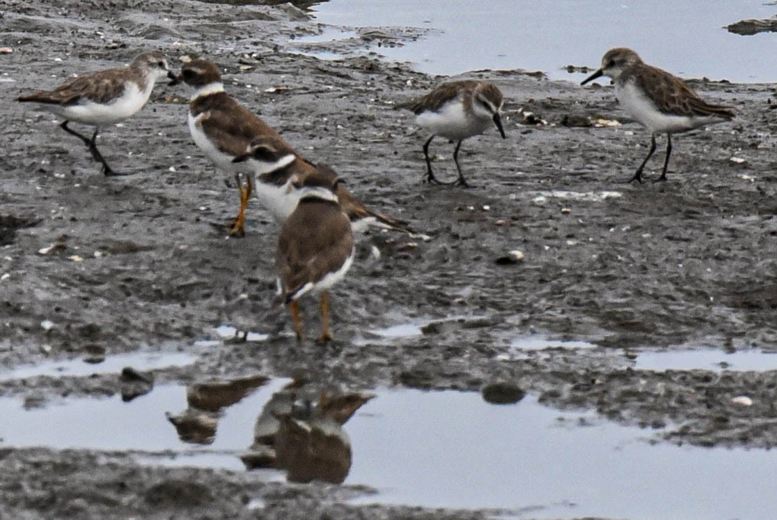 Semipalmated Plover - Steven Hall