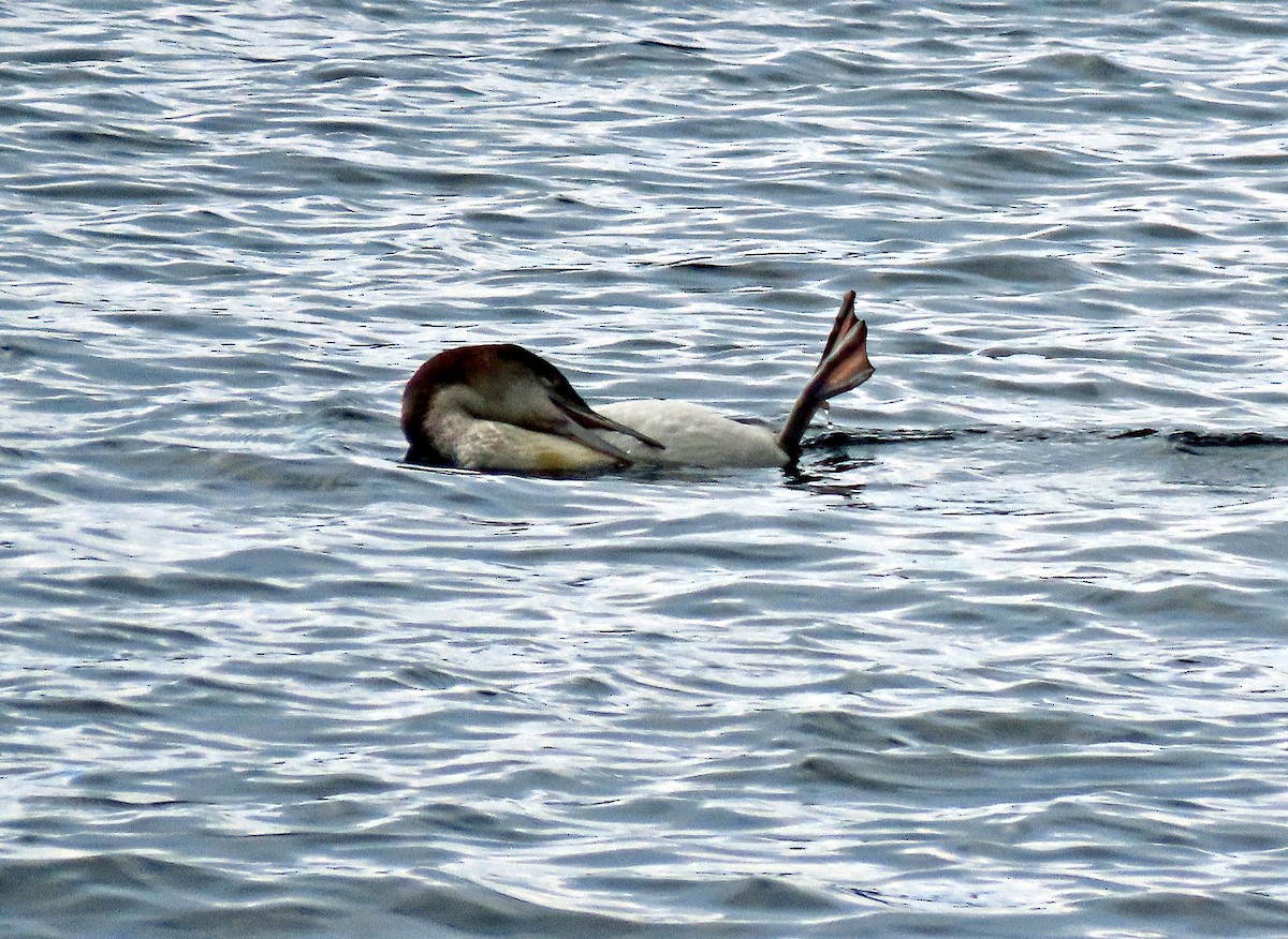 Common Loon - ML614897613