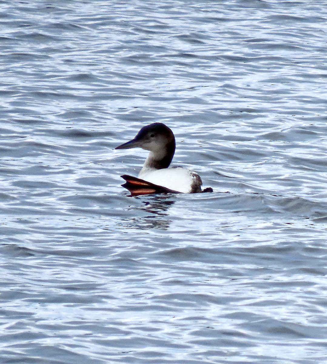 Common Loon - ML614897615