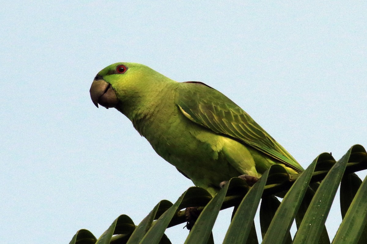 Short-tailed Parrot - Dan Jones