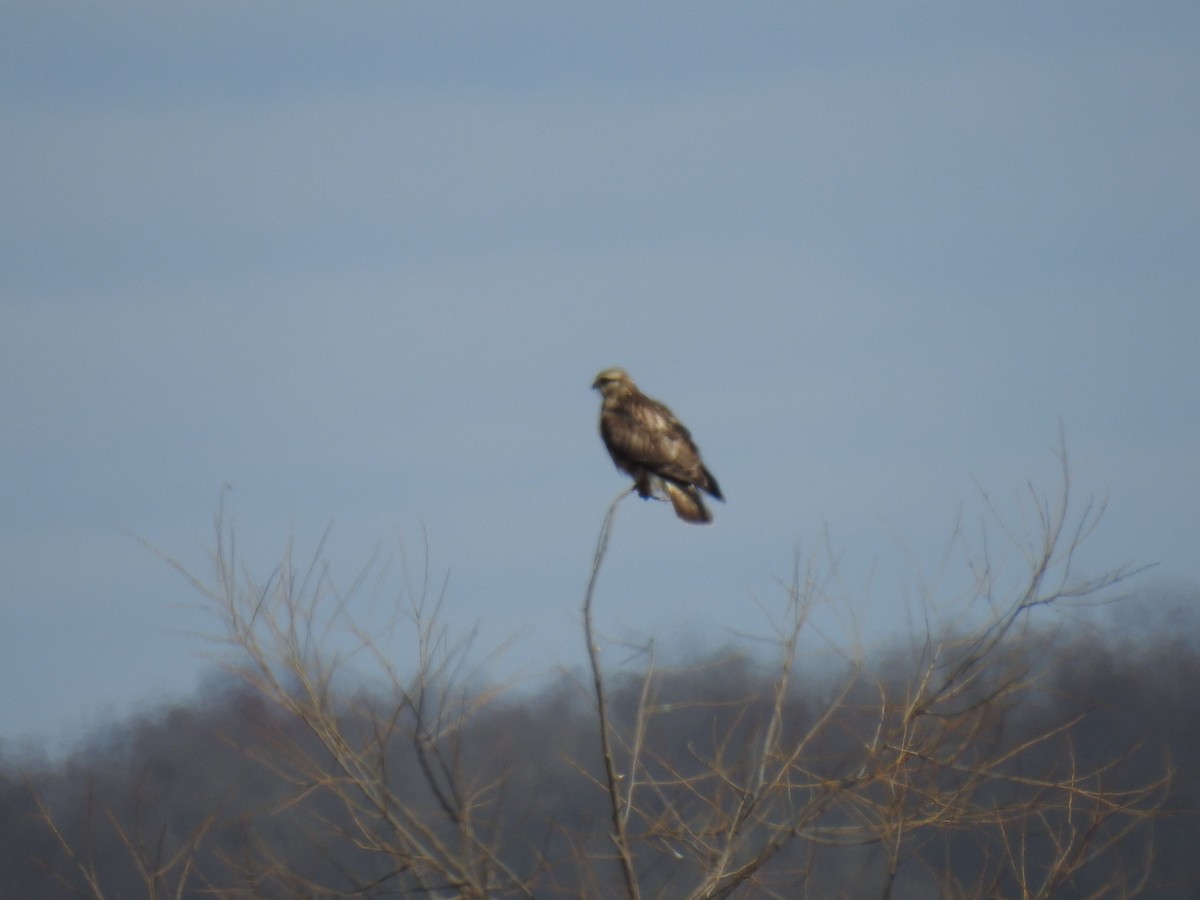 Rough-legged Hawk - ML614897732