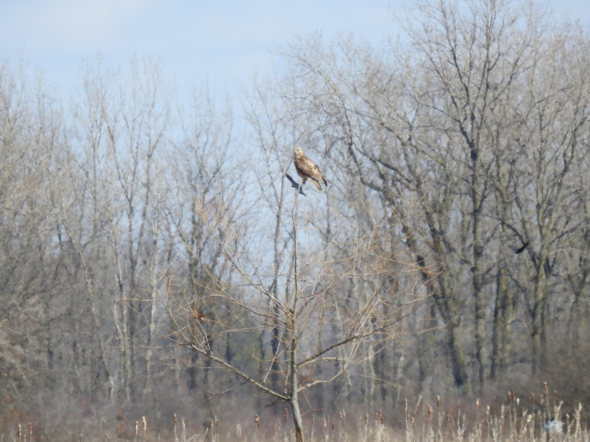 Rough-legged Hawk - ML614897733