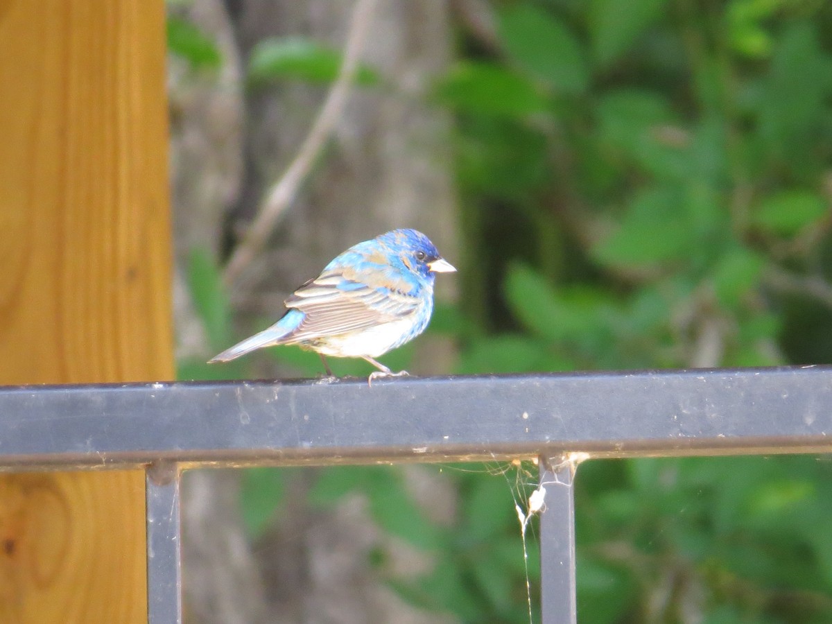 Indigo Bunting - ML614897762