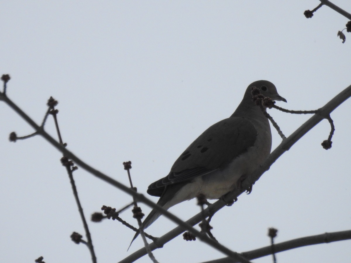 Mourning Dove - ML614897832