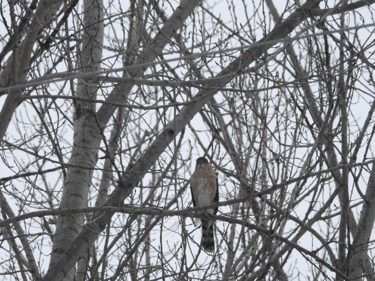 Cooper's Hawk - sylvain murphy