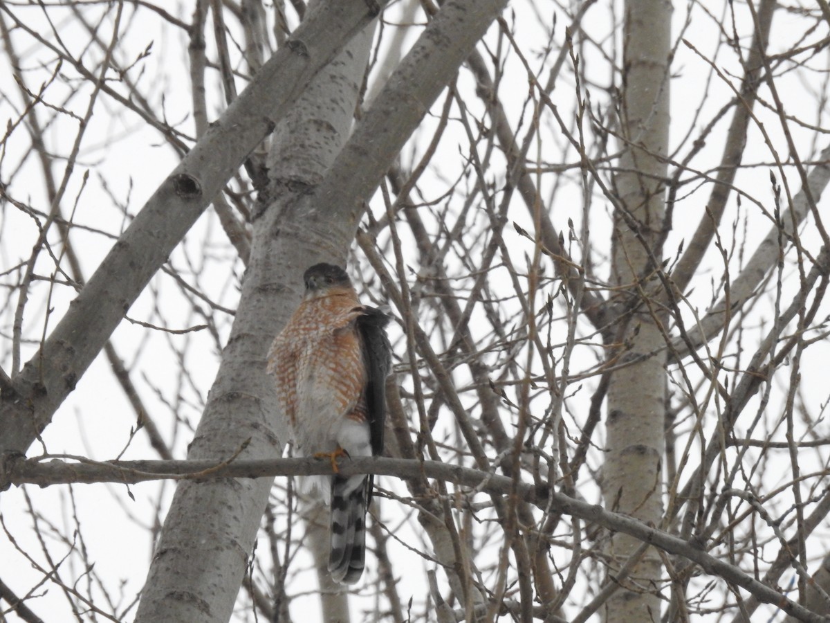 Cooper's Hawk - sylvain murphy