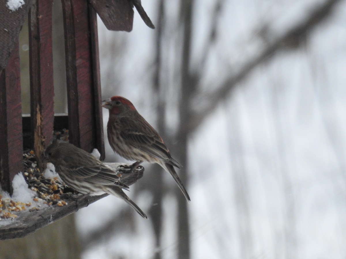 House Finch - ML614897860