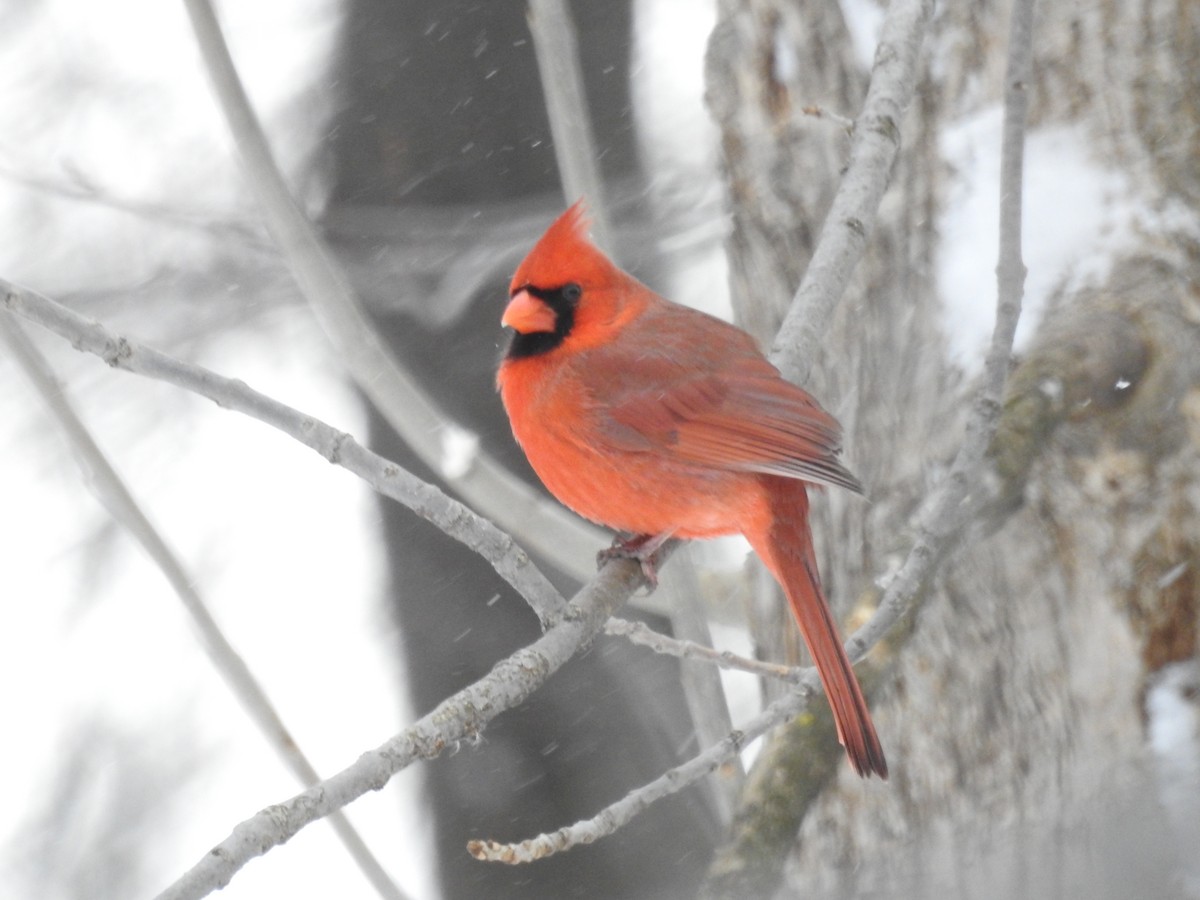 Cardinal rouge - ML614897870