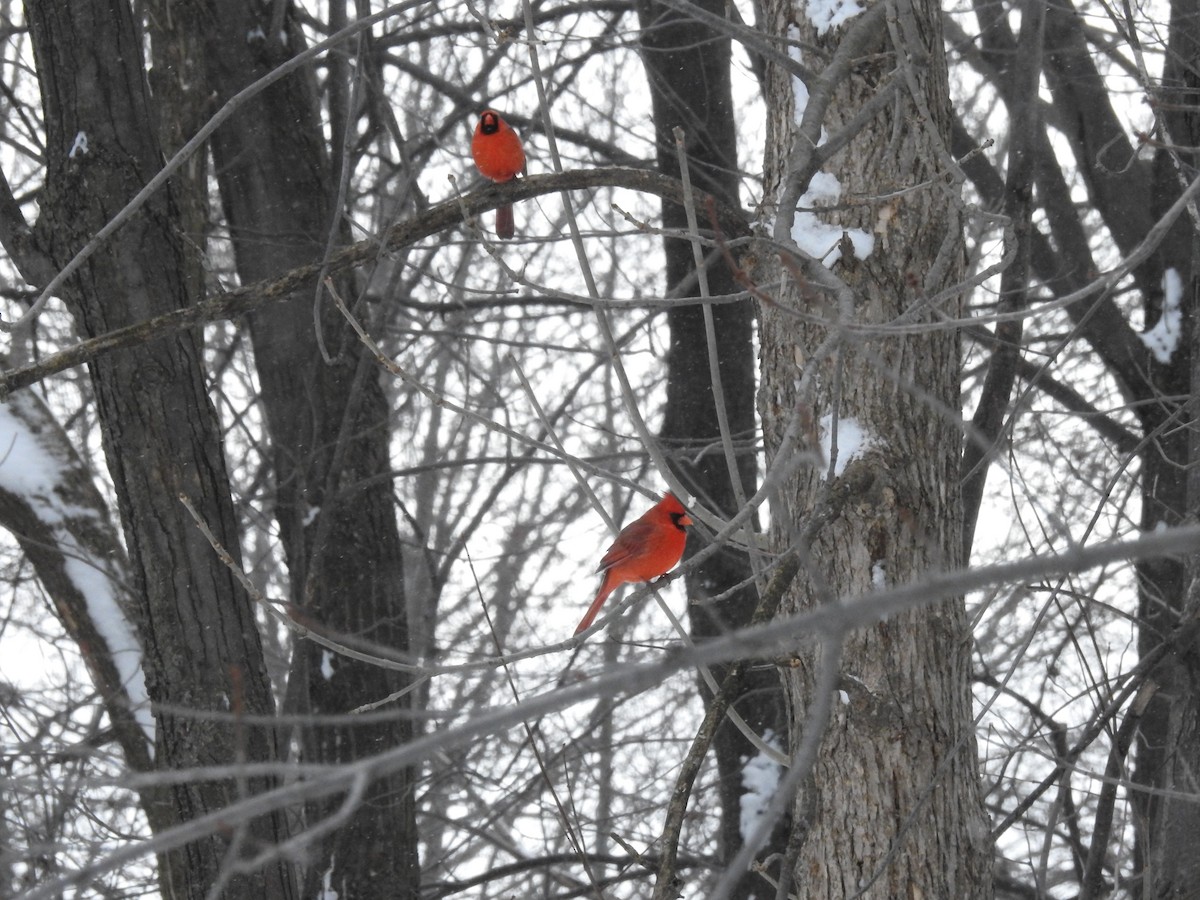 Northern Cardinal - sylvain murphy