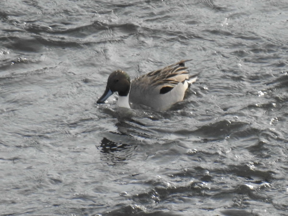 Northern Pintail - James Holsinger