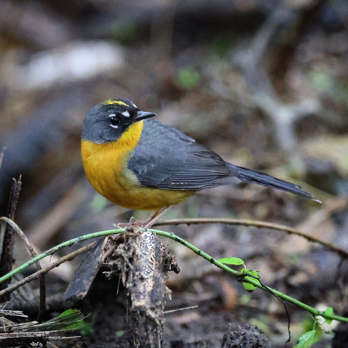 Fan-tailed Warbler - ML614897887