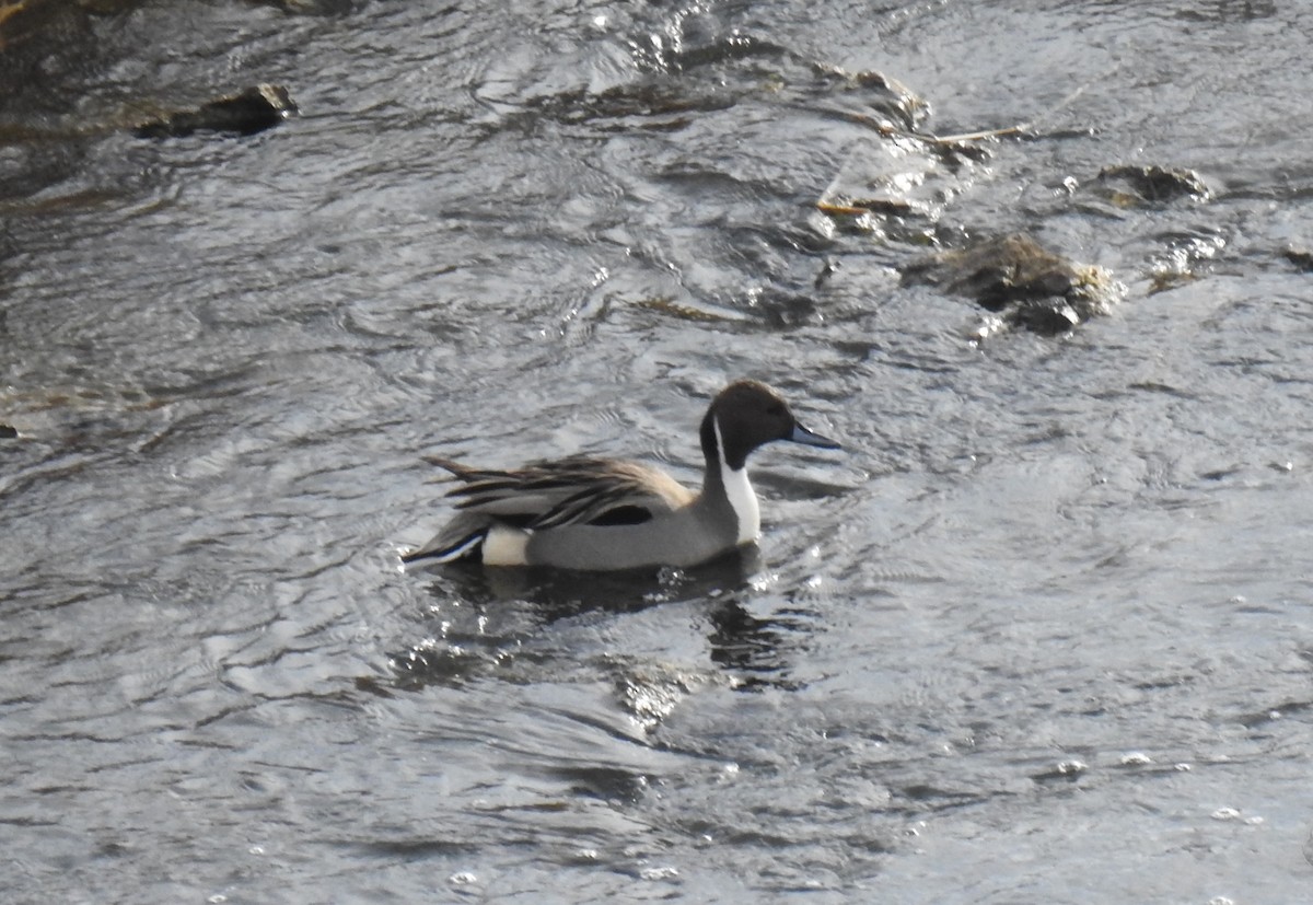 Northern Pintail - James Holsinger