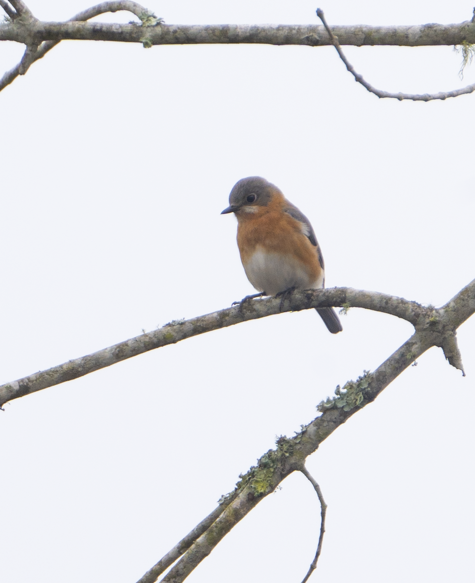 Eastern Bluebird - ML614897895