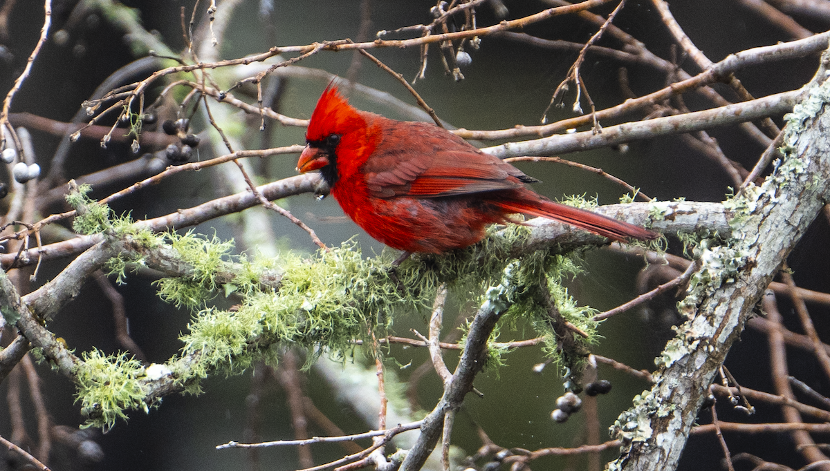 Northern Cardinal - Justin Cottrell