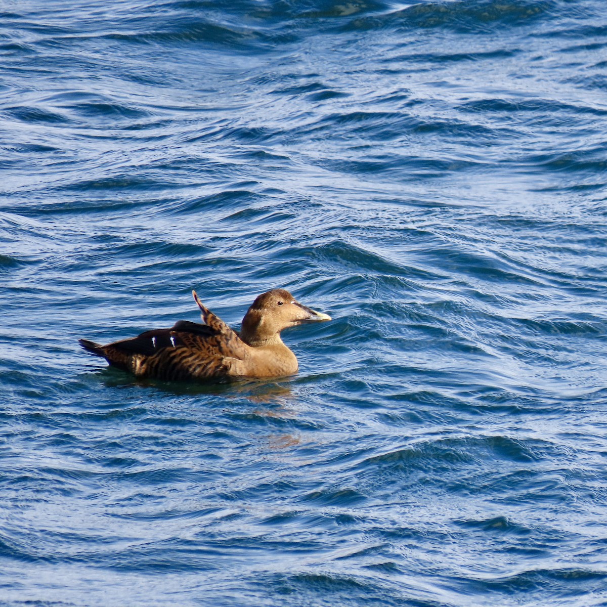 Common Eider - Kristen Lindquist