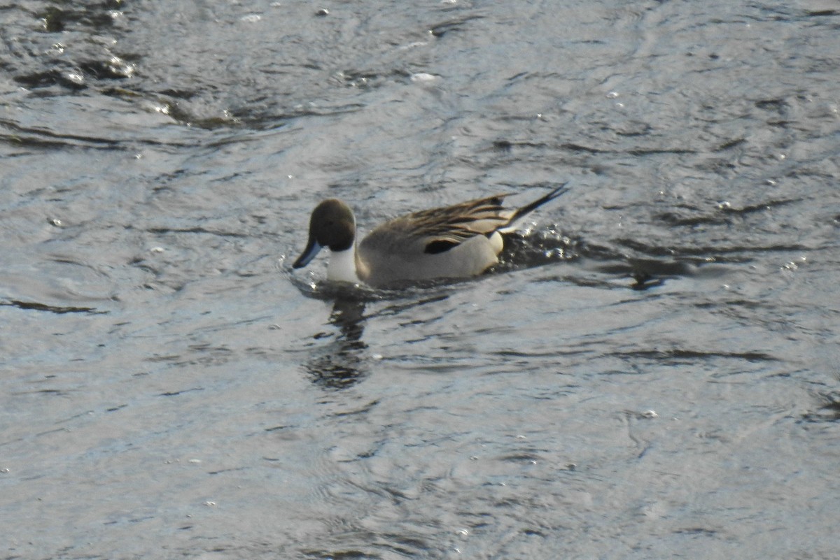 Northern Pintail - James Holsinger