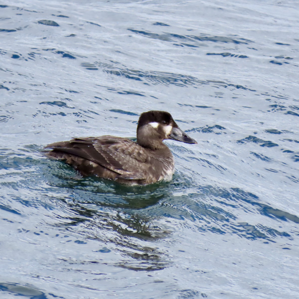 Surf Scoter - Kristen Lindquist