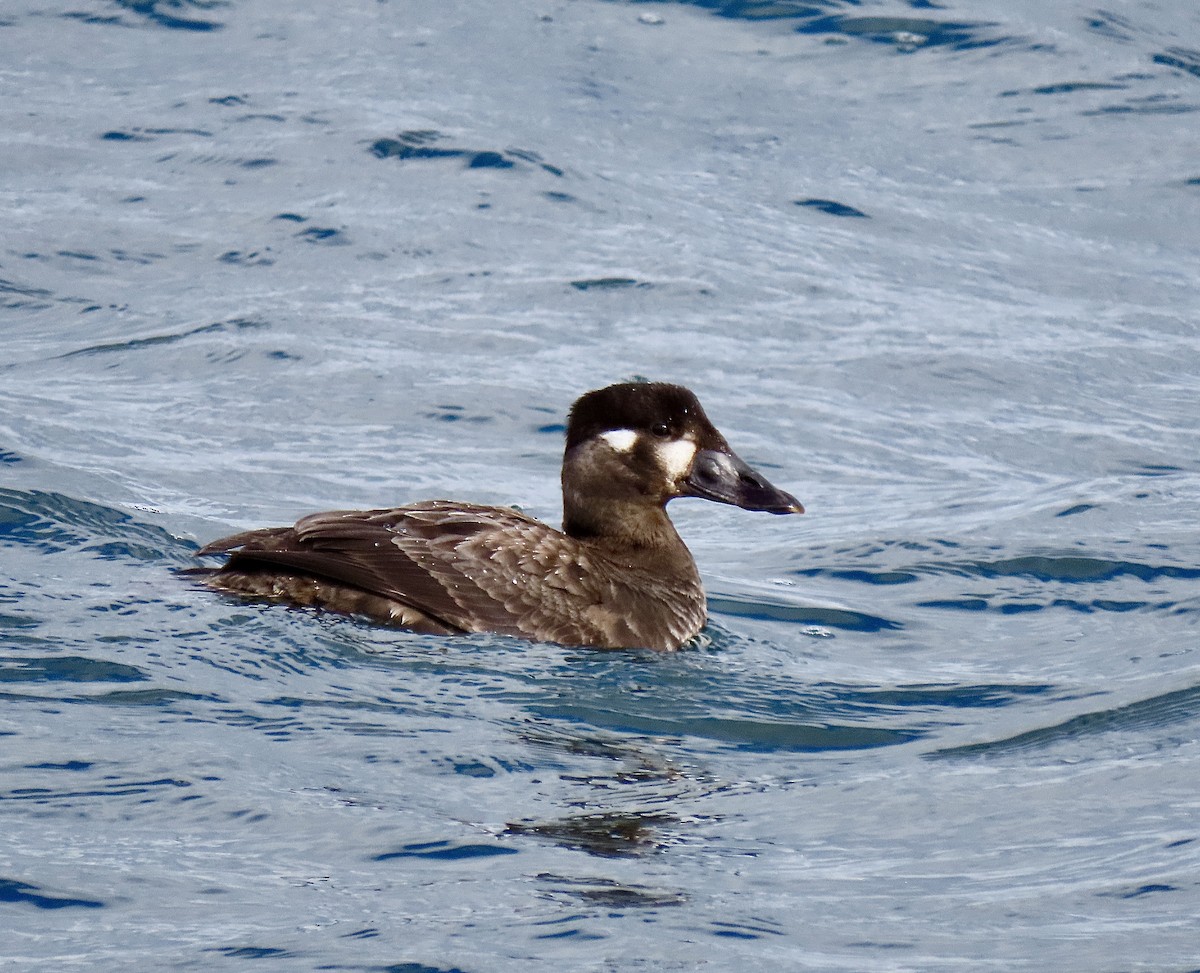 Surf Scoter - Kristen Lindquist