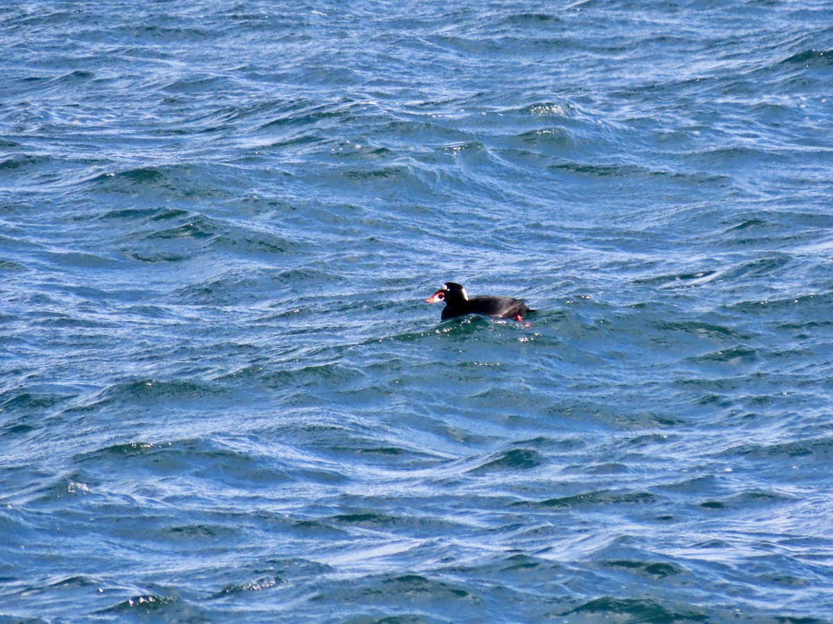 Surf Scoter - Kristen Lindquist