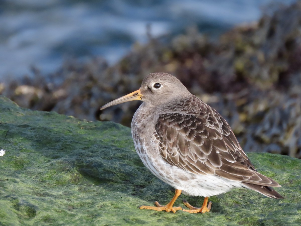 Purple Sandpiper - Kristen Lindquist