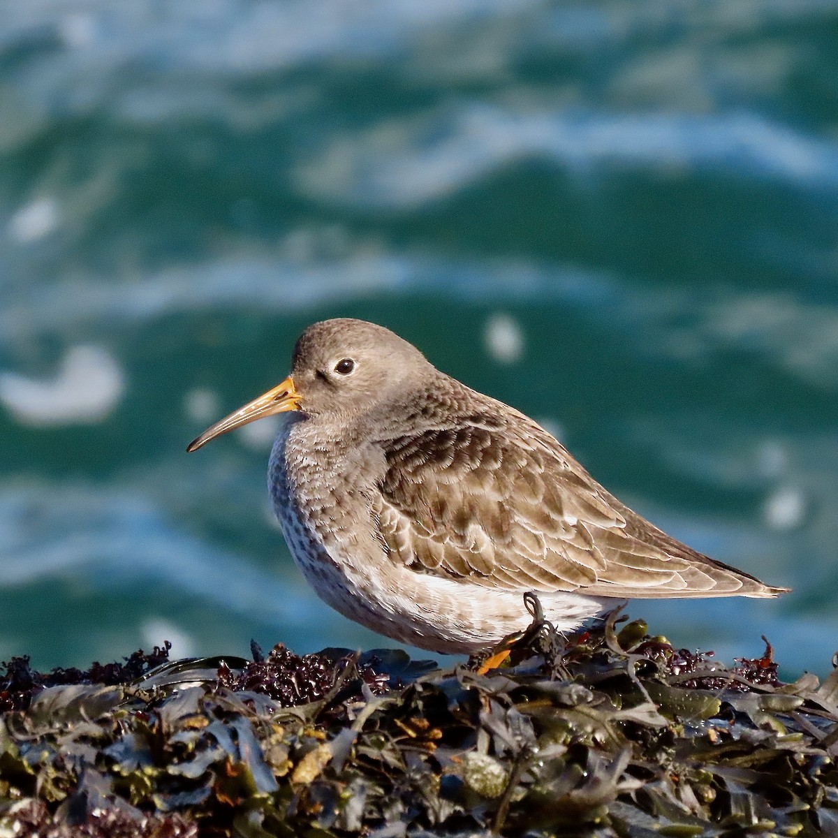 Purple Sandpiper - Kristen Lindquist